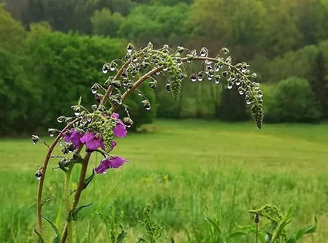 Orseg Kincse * Hegyhatszentjakab