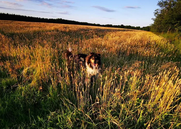 Orseg Kincse Country house *